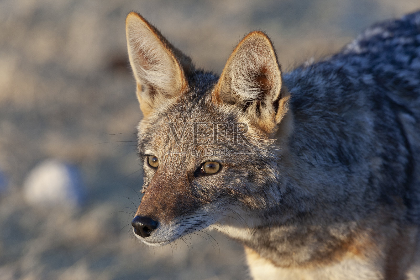 黑背豺(犬属)-埃托沙国家公园-纳米比亚照片摄影图片