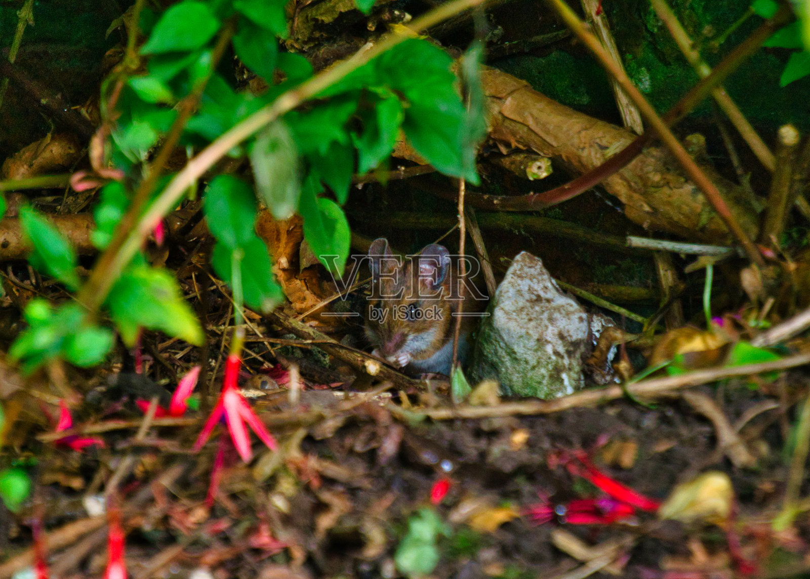 躲在灌木丛中的老鼠,小动物啮齿动物,可爱,棕色,眼睛,伪装,可爱,友好,花园动物,家养近,宏观,耳朵照片摄影图片