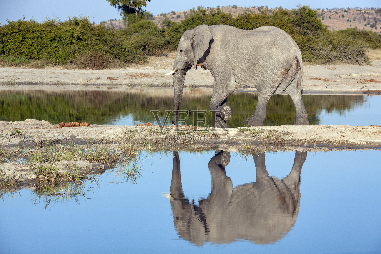 非洲象-博茨瓦纳照片摄影图片