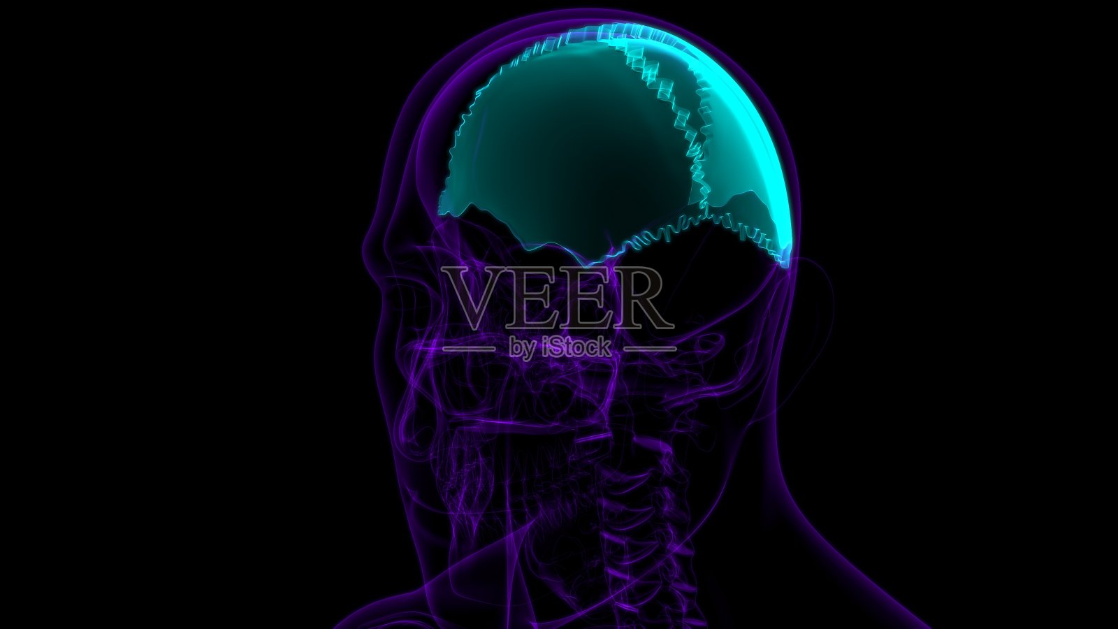 医学概念的人类骨骼、颅骨顶骨解剖照片摄影图片