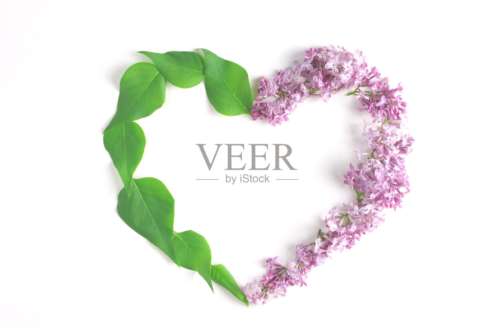 植物的布局。白色背景上的鲜花和叶子的框架。创意概念,平铺,复制空间照片摄影图片