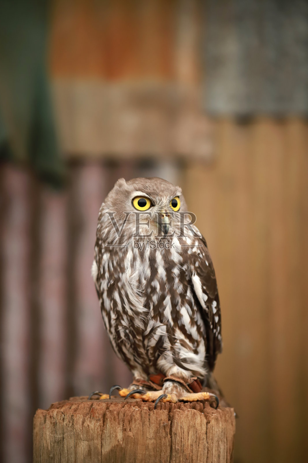 猫头鹰在部门照片摄影图片