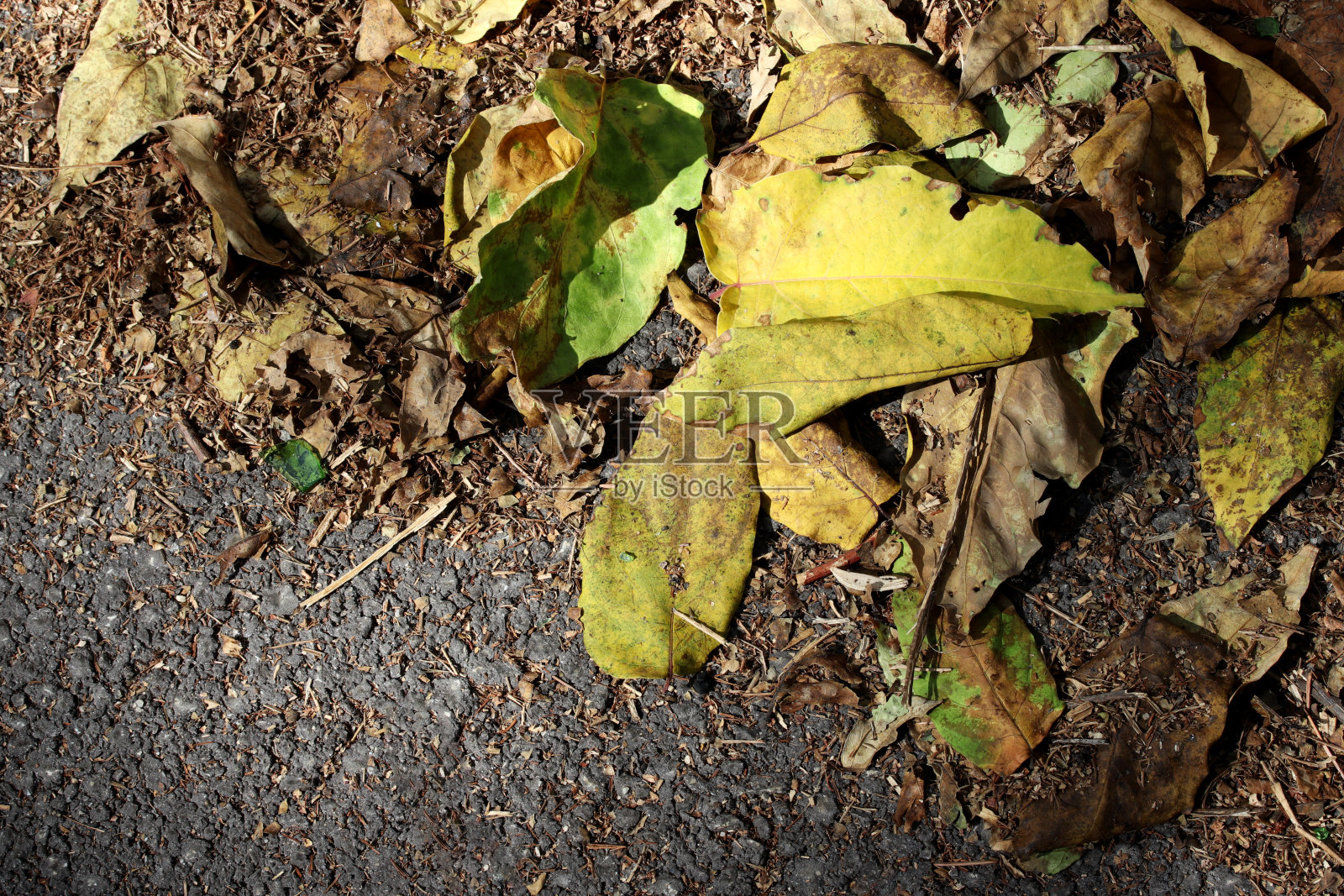 地上的秋叶照片摄影图片