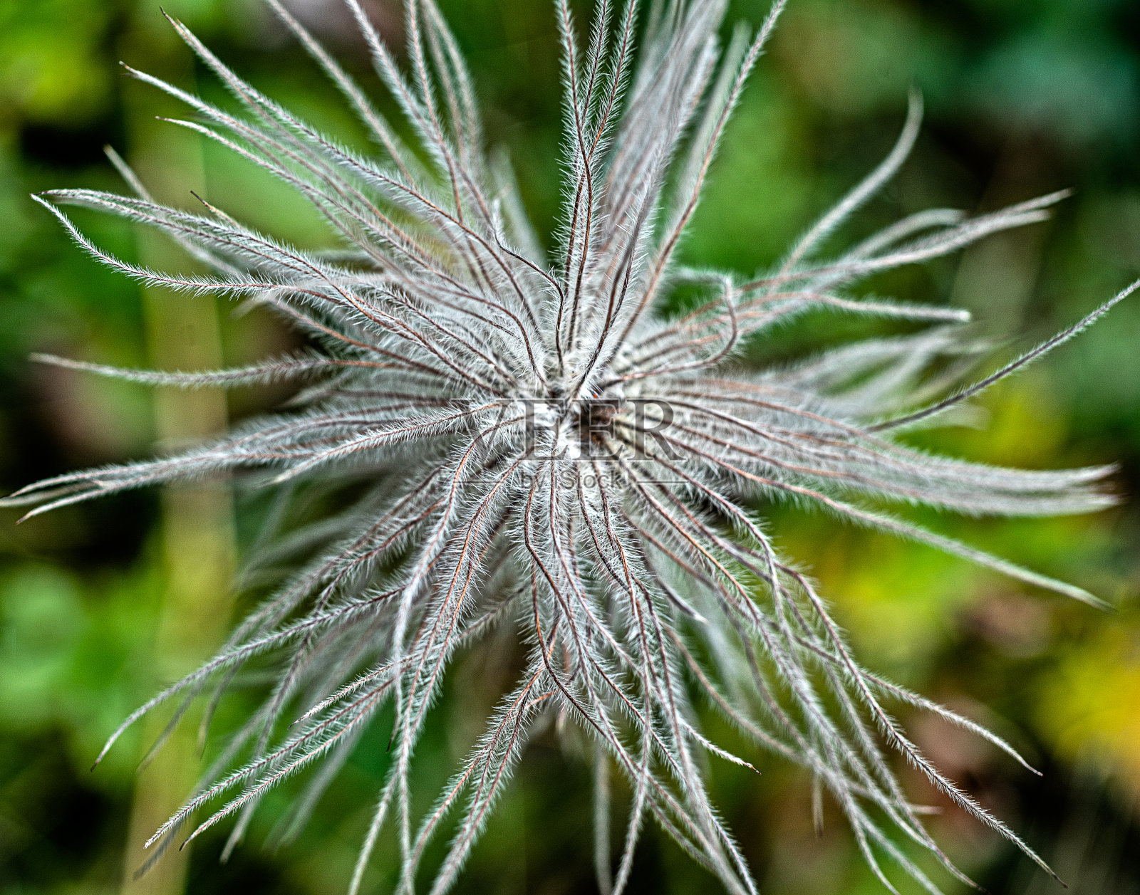 高山海葵照片摄影图片