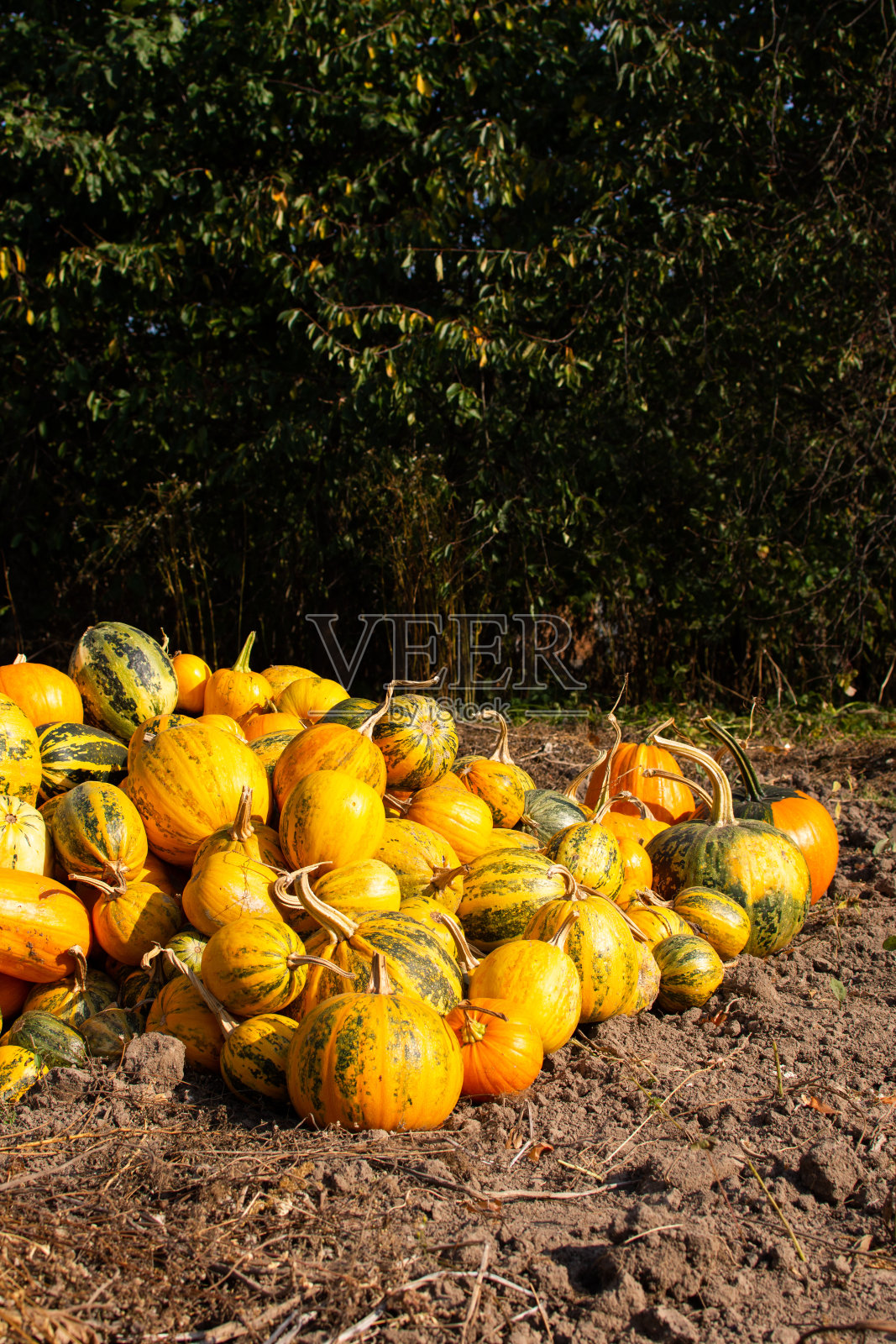 花园里有机成熟的南瓜照片摄影图片