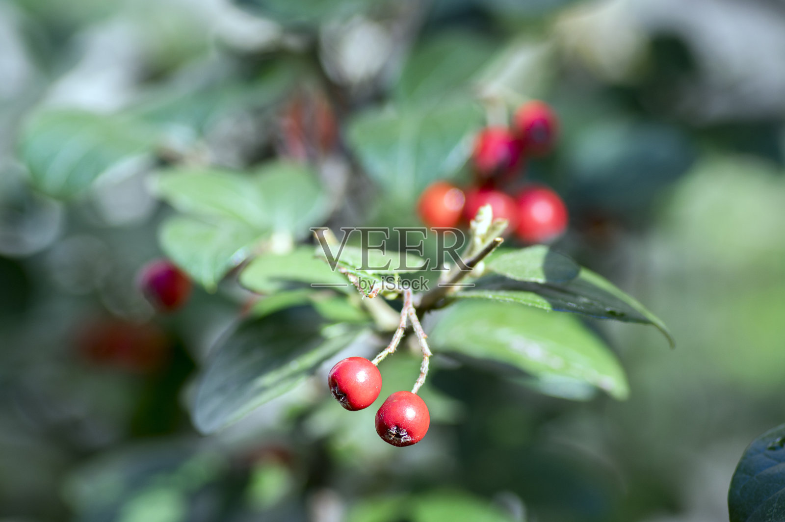 秋果红,枝叶绿照片摄影图片