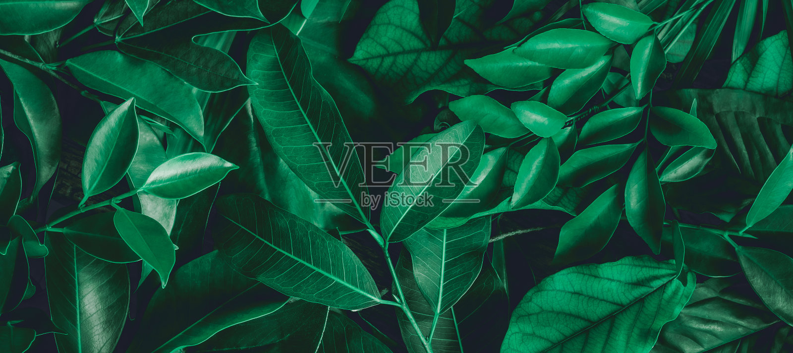 抽象绿叶纹理,自然背景,热带叶照片摄影图片