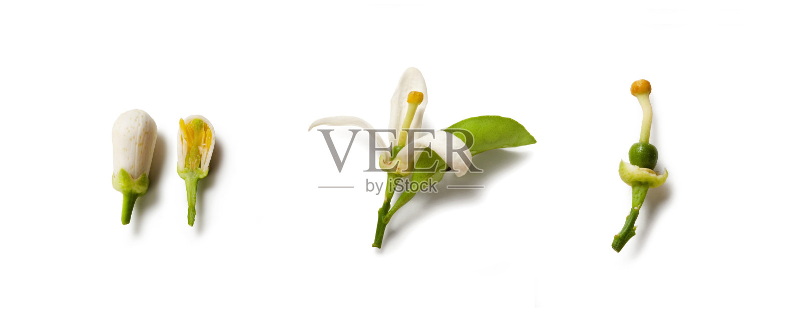 香橙花孤立照片摄影图片