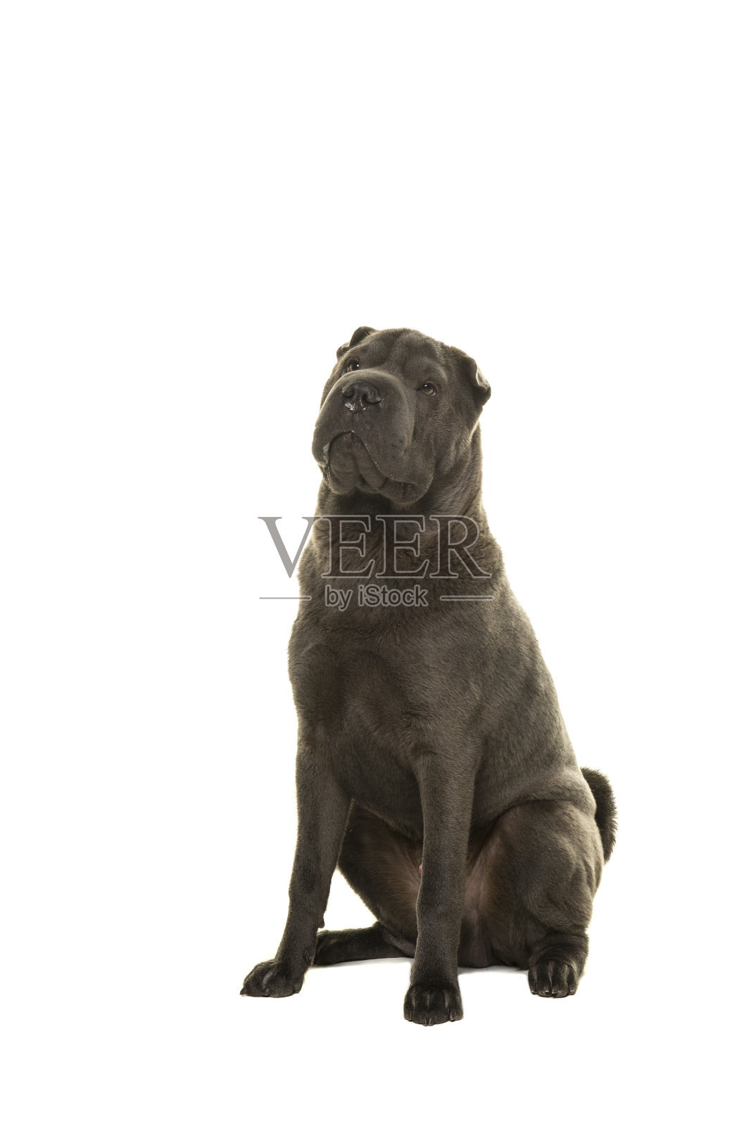 一只灰色沙皮狗坐在白色的背景上,孤立地向上看照片摄影图片