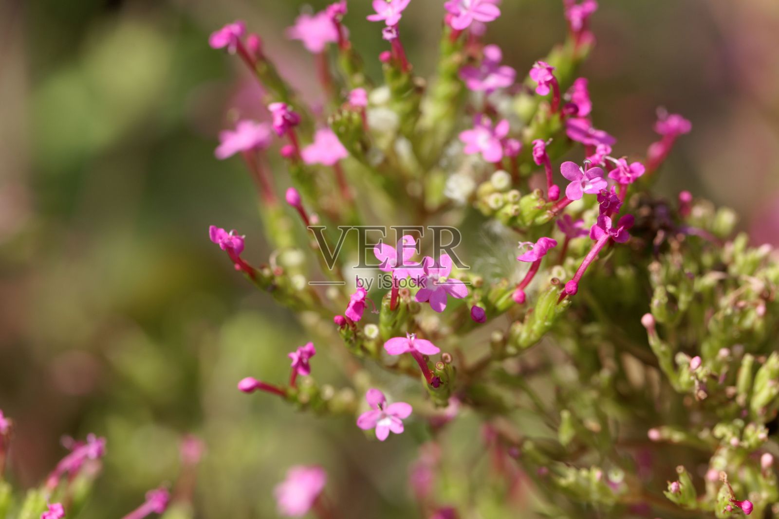 长距缬草的花,大虹吸森花照片摄影图片