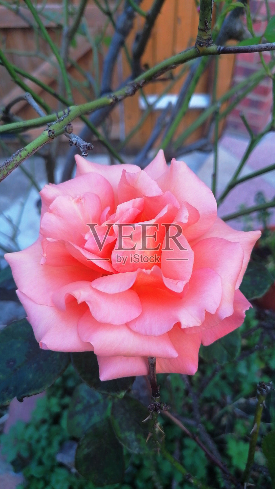 英国女王伊丽莎白玫瑰照片摄影图片