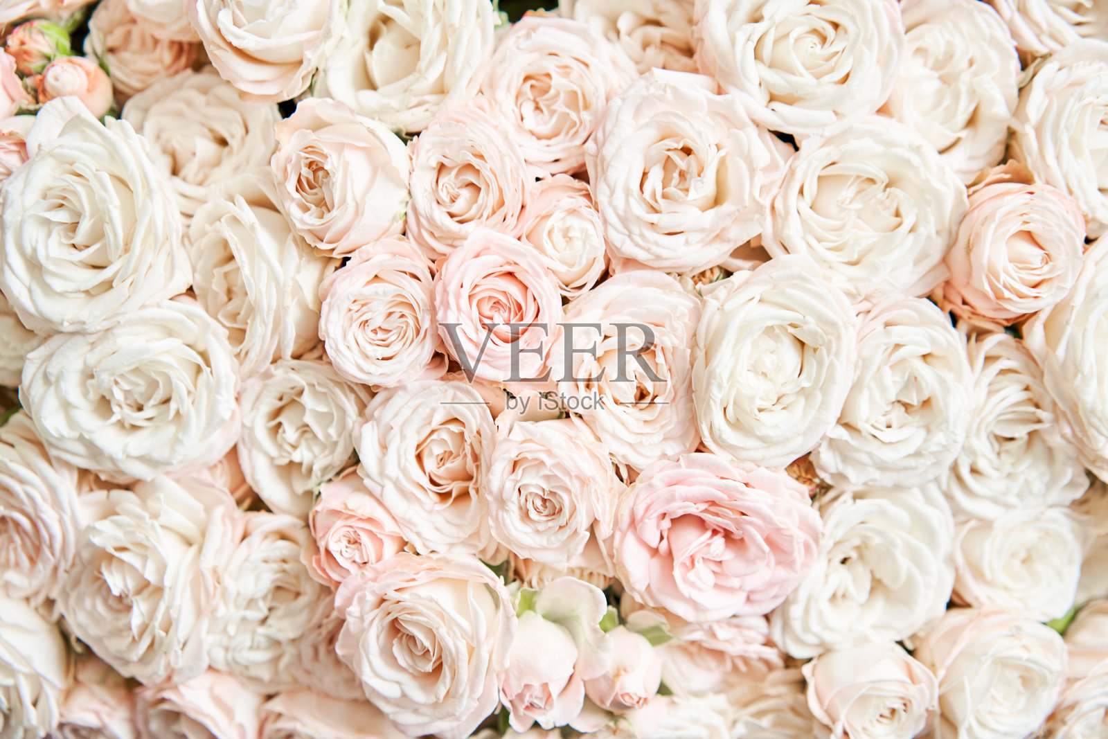 花地毯或墙纸。背景混合鲜花。美丽的花目录或网上商店。花店和交付概念。前视图。本空间照片摄影图片