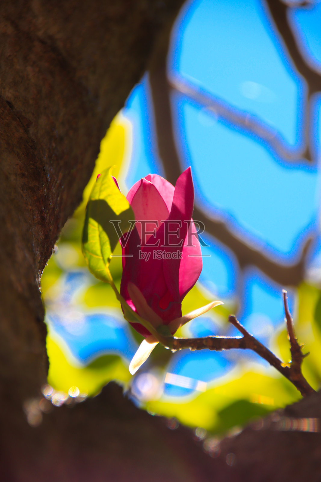 一个粉红色木兰花的特写在悉尼的后院在春天的一天盛开的澳大利亚照片摄影图片