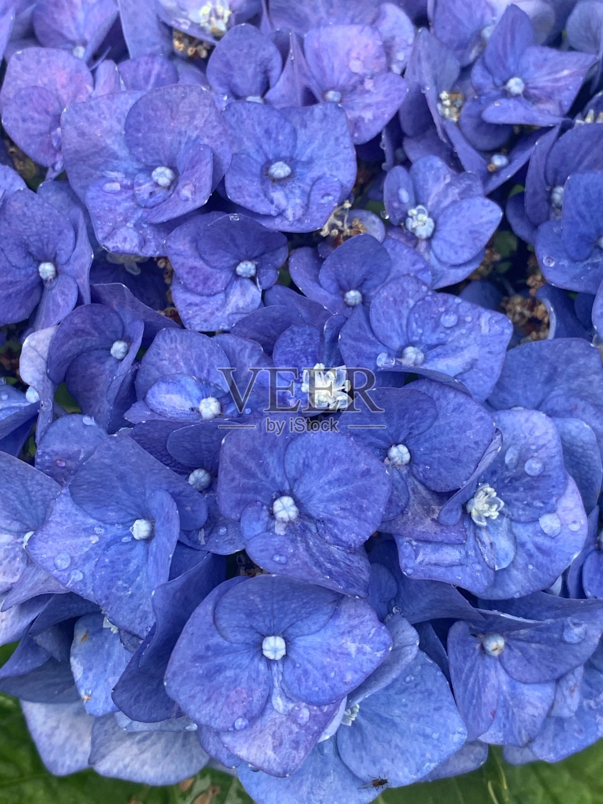 吸引了鲜花照片摄影图片