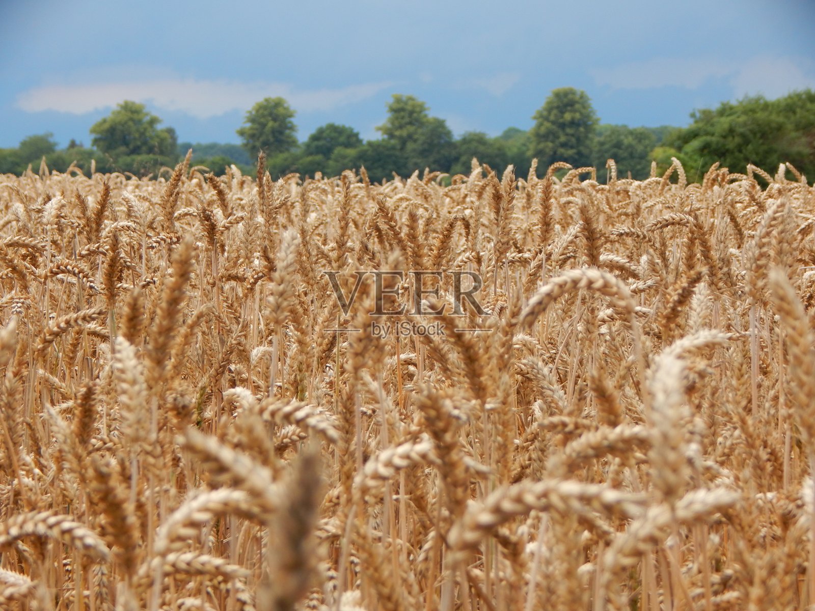 德国北部美丽的夏季植物照片摄影图片