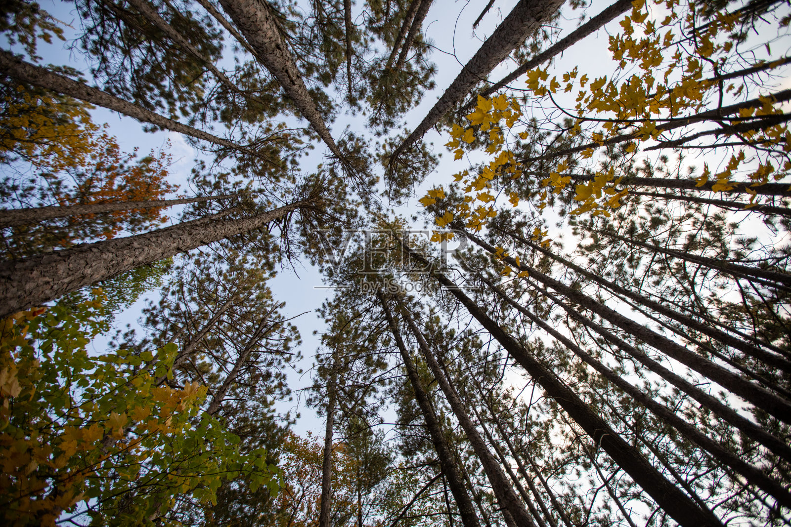 森林中的高大树木照片摄影图片