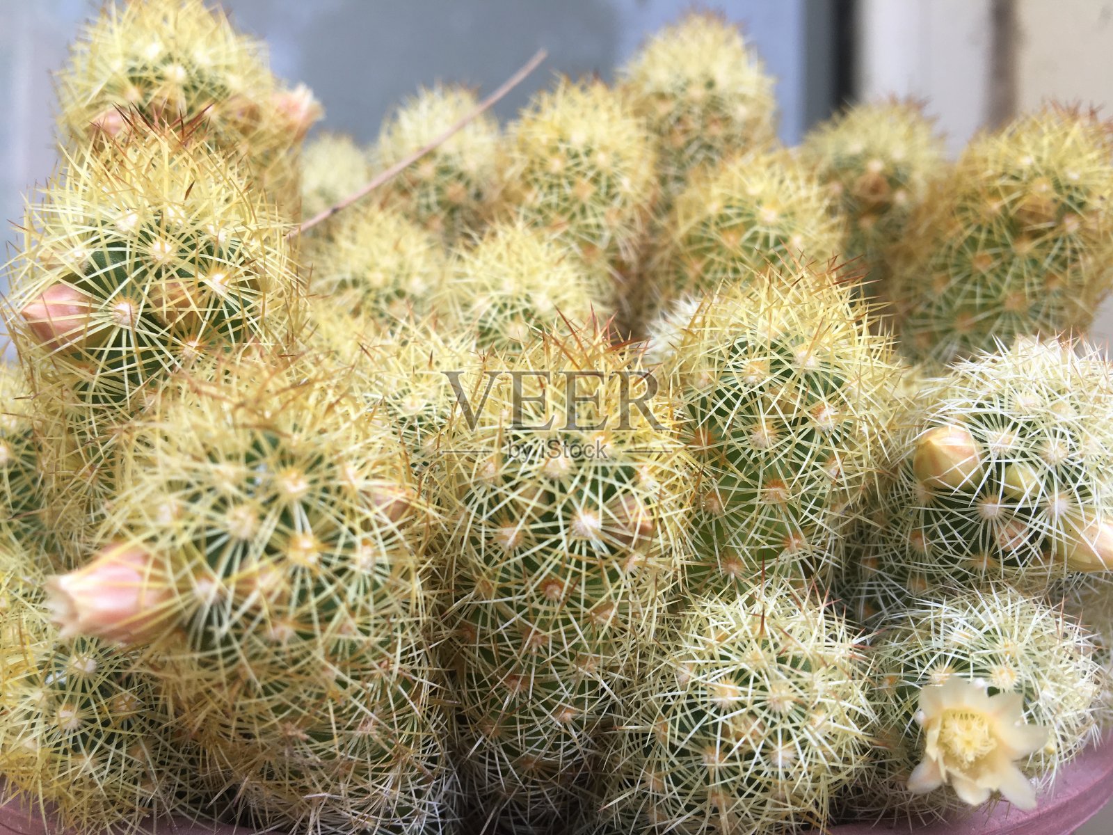 仙人掌照片摄影图片