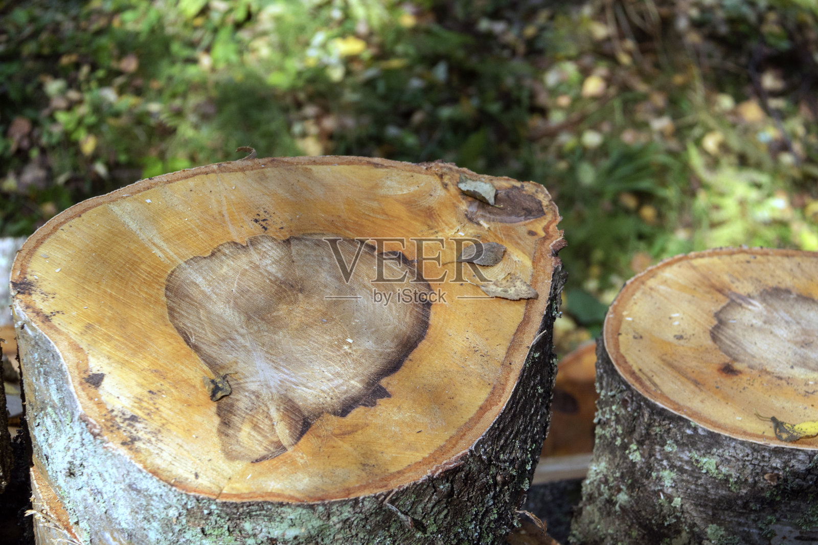 日志树特写照片摄影图片