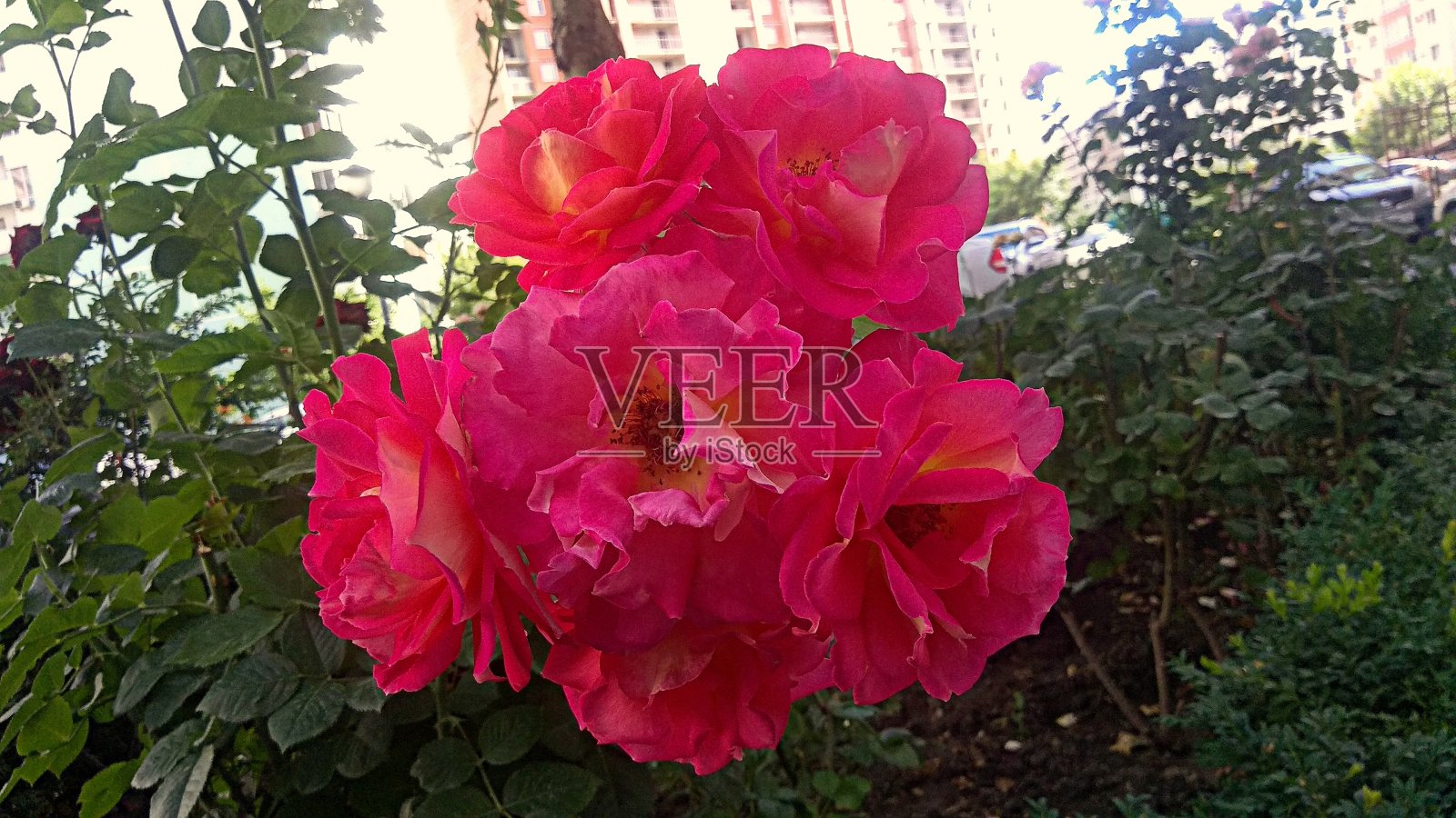 一簇两色的,品红色的,粉红的,黄色的玫瑰对着灌木丛。照片摄影图片