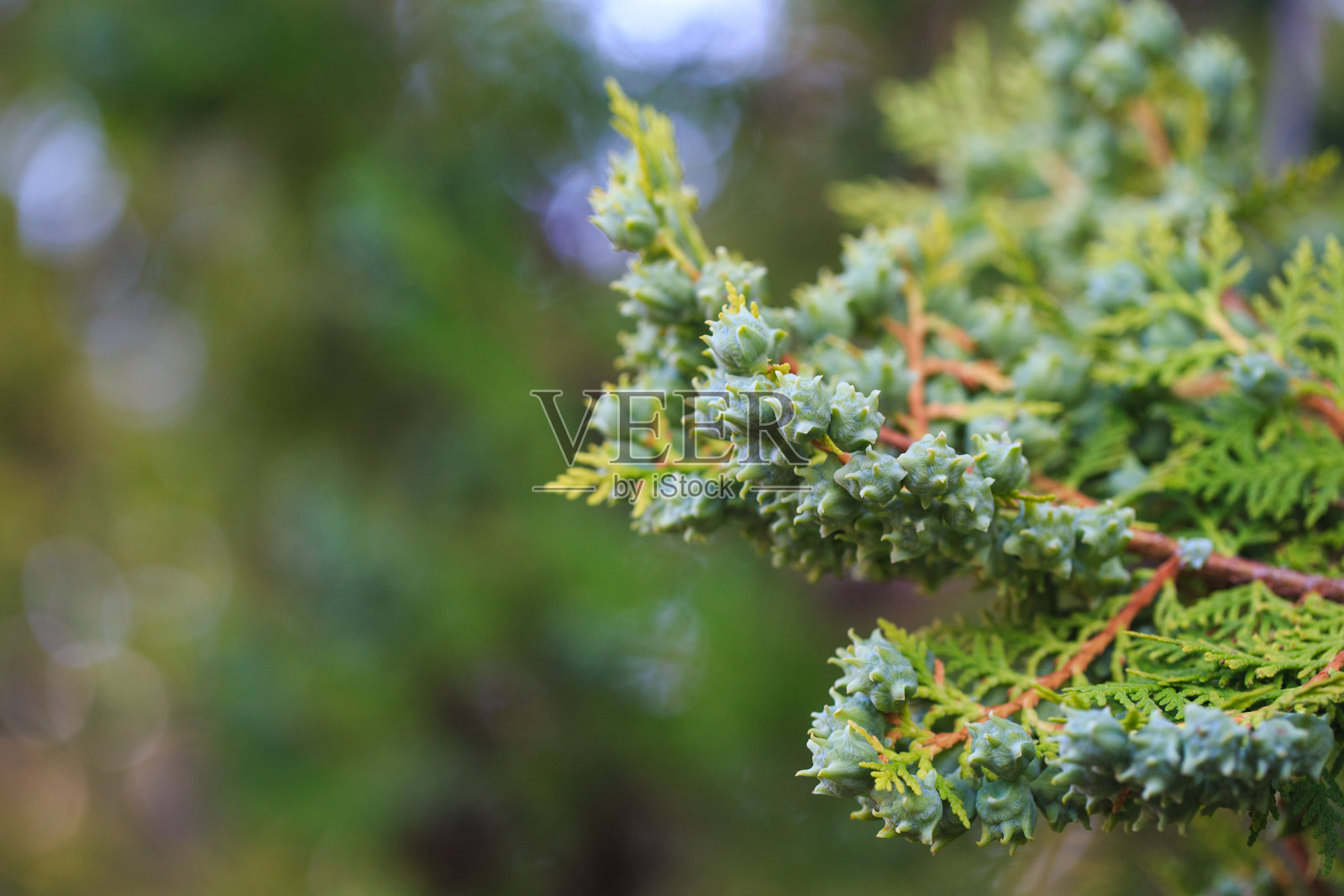 近景图:一根西侧的绿球果。其植物科为柏科植物照片摄影图片