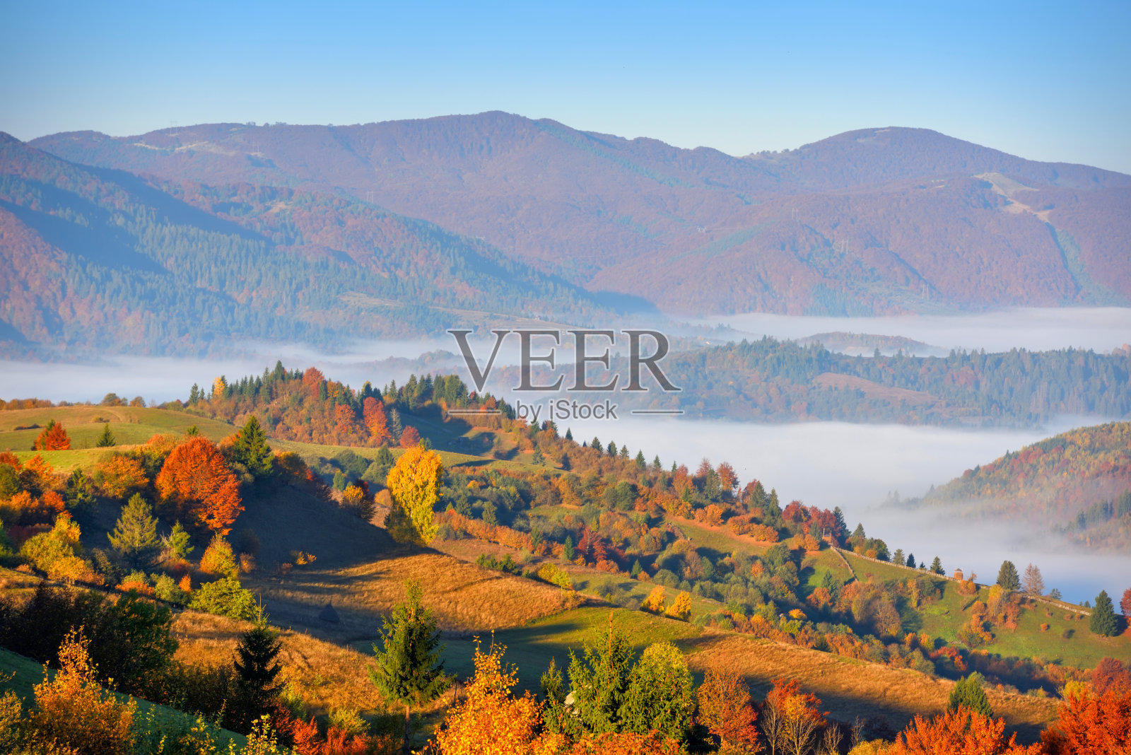 美丽的秋山景观在晨光与雾和明亮的山丘。喀尔巴阡、乌克兰、欧洲。照片摄影图片