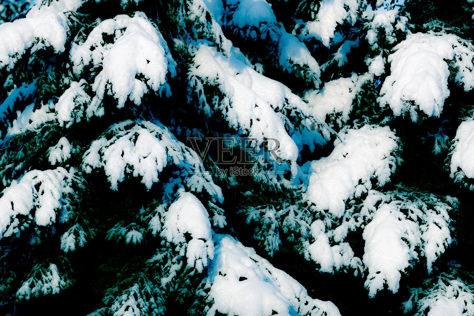 冬季针叶树和雪的背景照片摄影图片