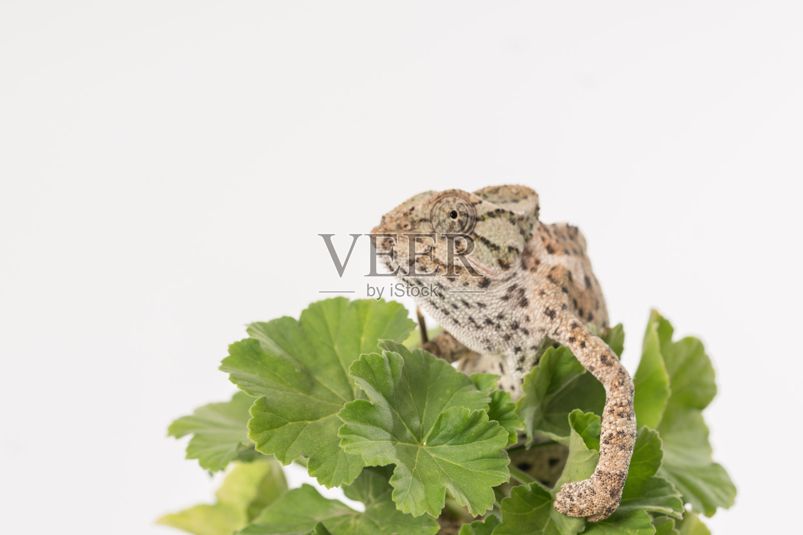 变色龙在叶子上。照片摄影图片