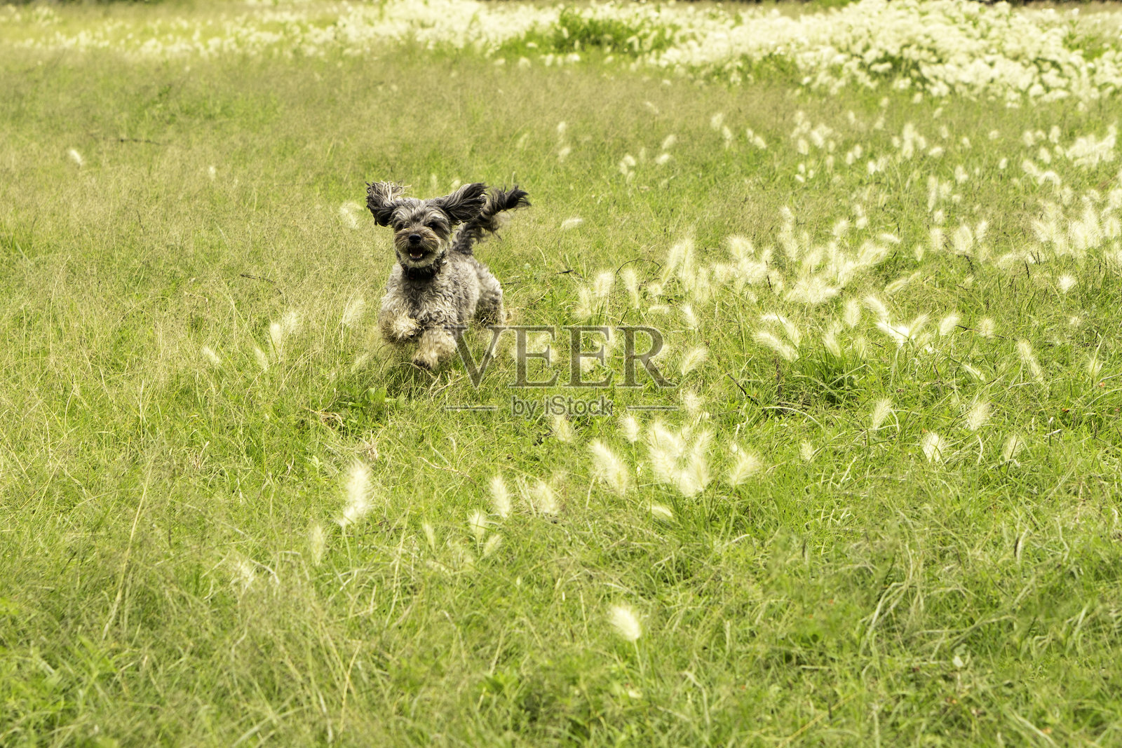 快乐奔跑的小狗照片摄影图片