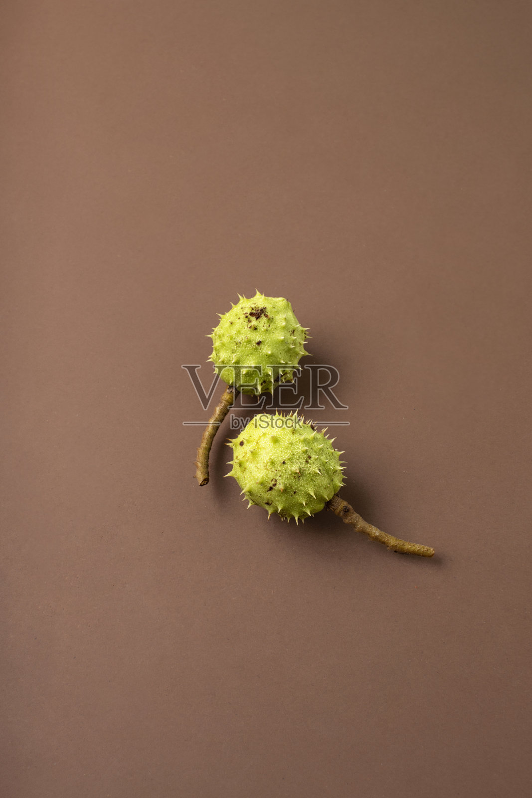 色彩柔和的背景上以马栗果为背景的秋季构图照片摄影图片