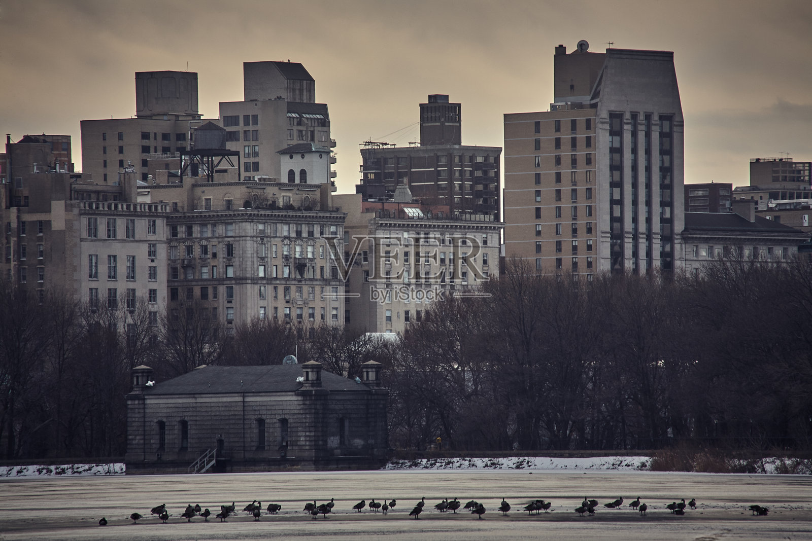 中央公园结冰的水面上的鸭子照片摄影图片