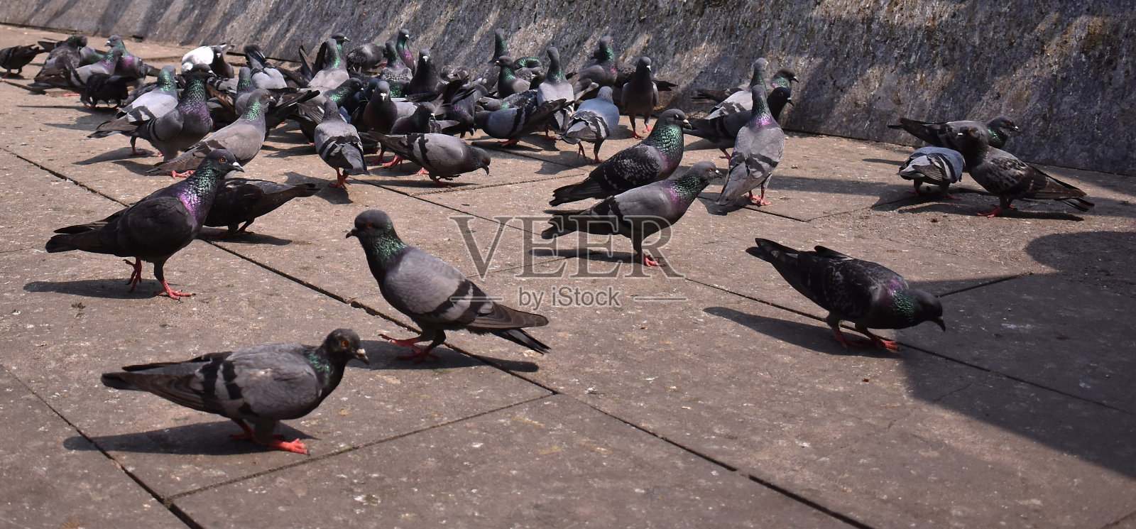 一群鸽子坐在地上觅食照片摄影图片