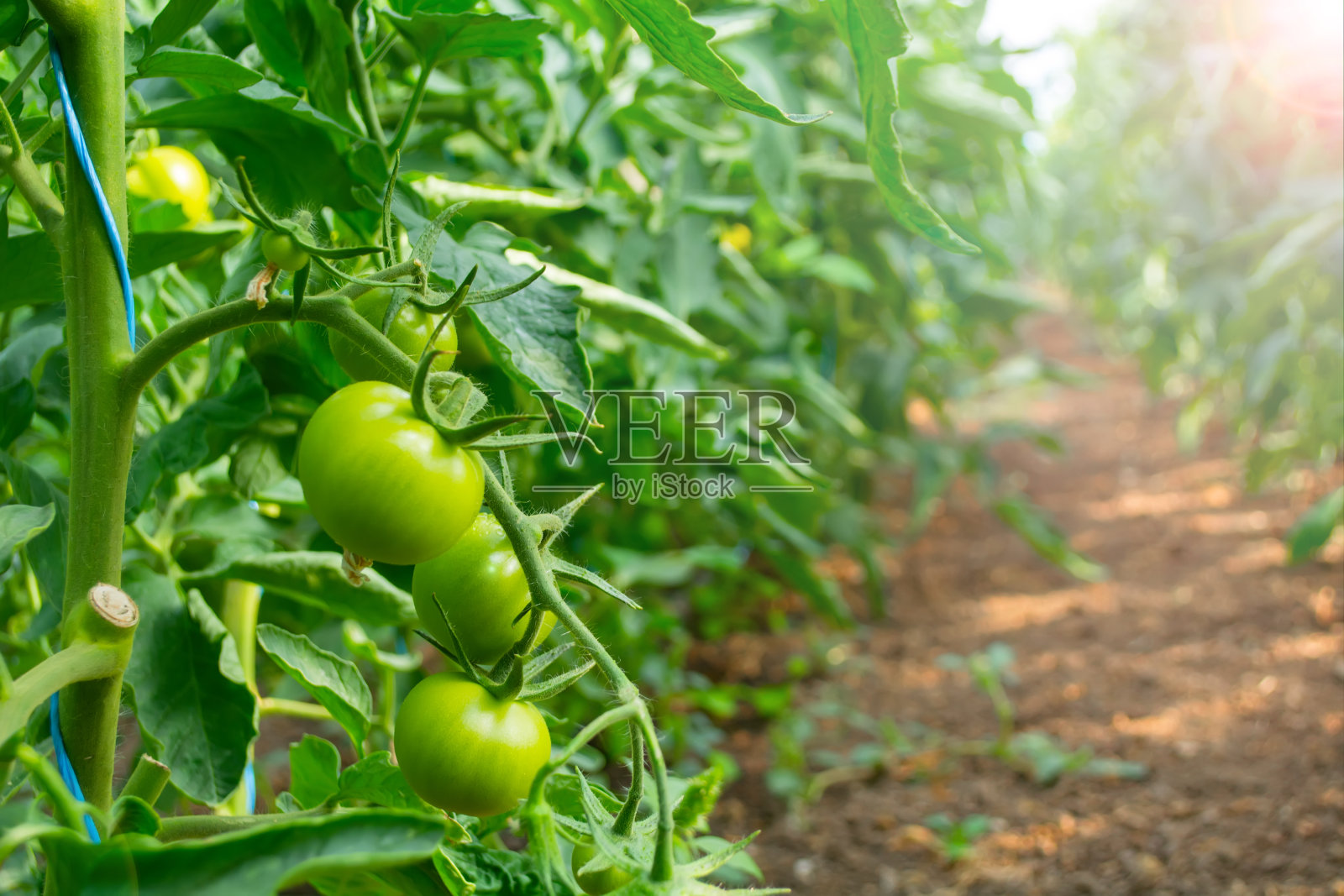 在聚碳酸酯温室里,番茄挂在灌木丛上照片摄影图片