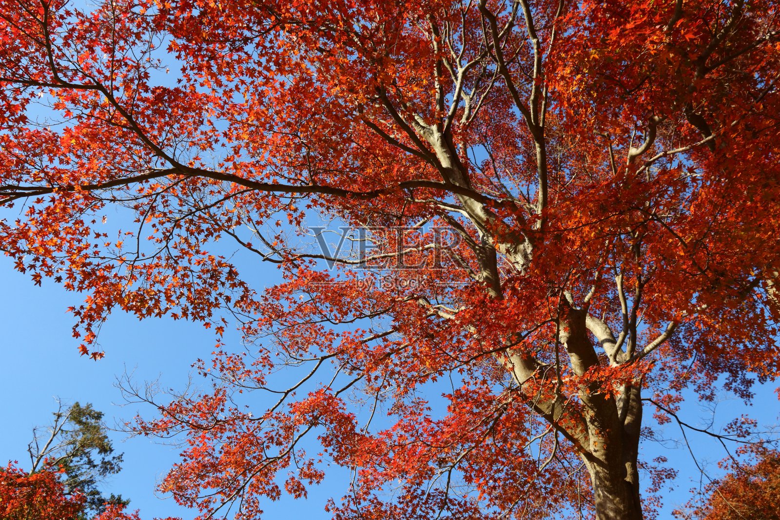 秋天的落叶照片摄影图片