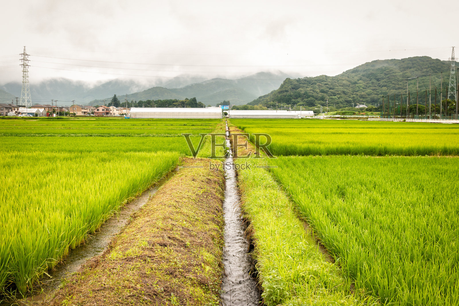 日本爱知县丰桥乡的稻田照片摄影图片