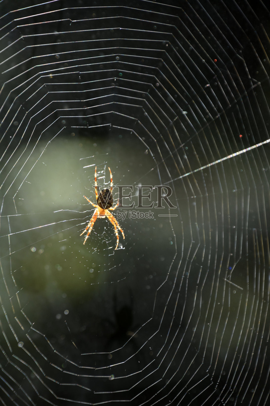 蛛网上的蜘蛛照片摄影图片
