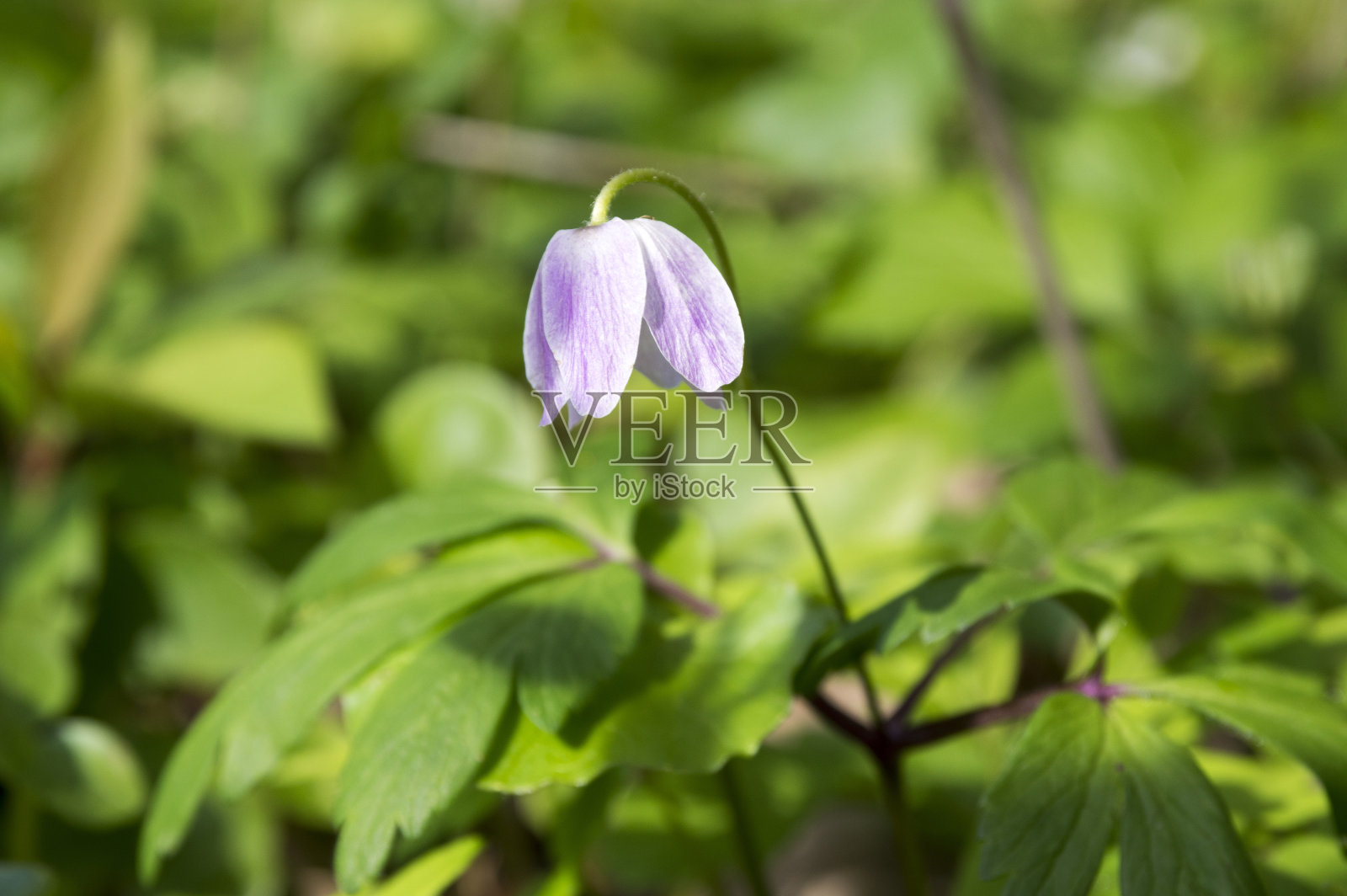 银莲花是春天盛开的花,木银莲花盛开,白色花瓣照片摄影图片