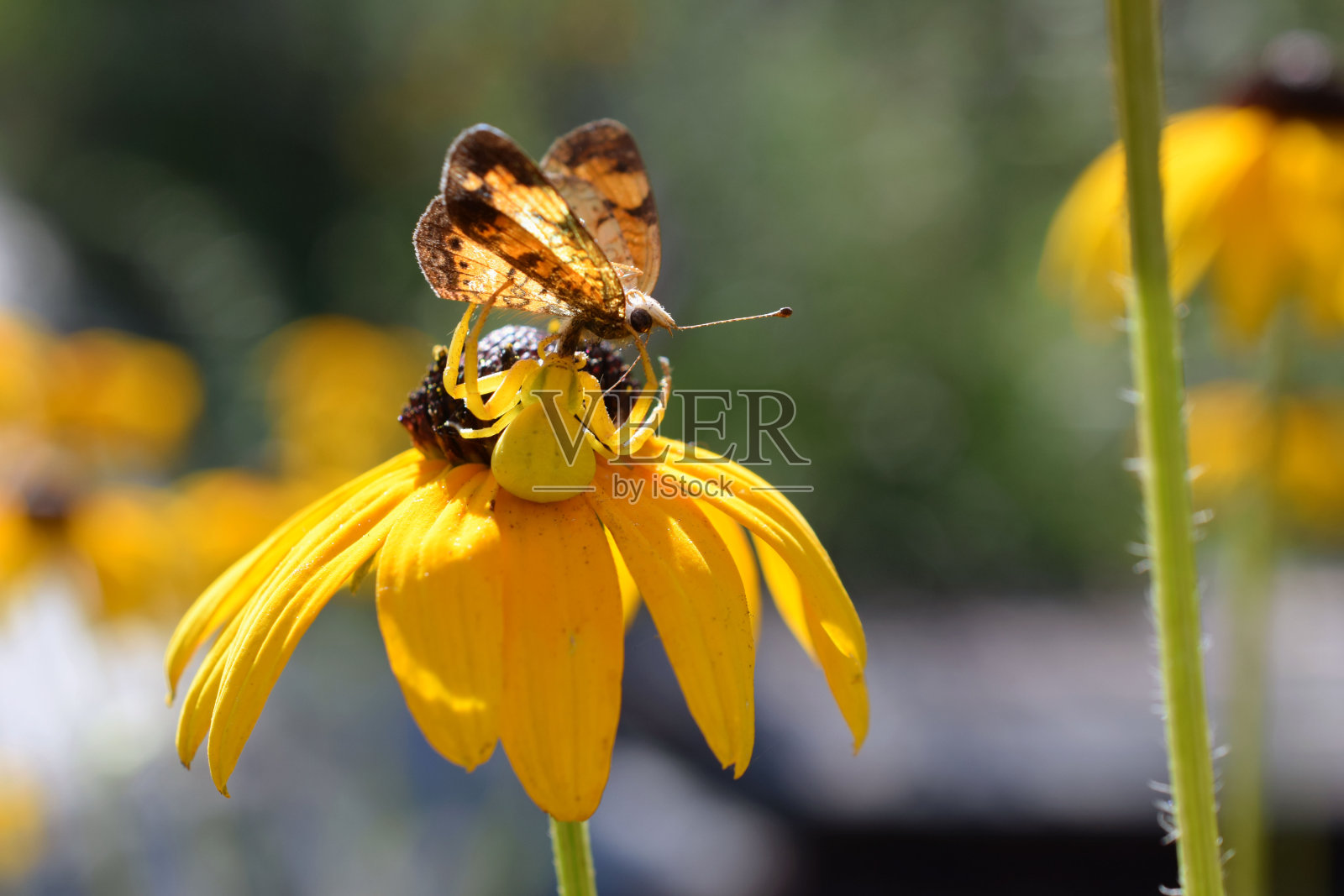 蟹蛛照片摄影图片