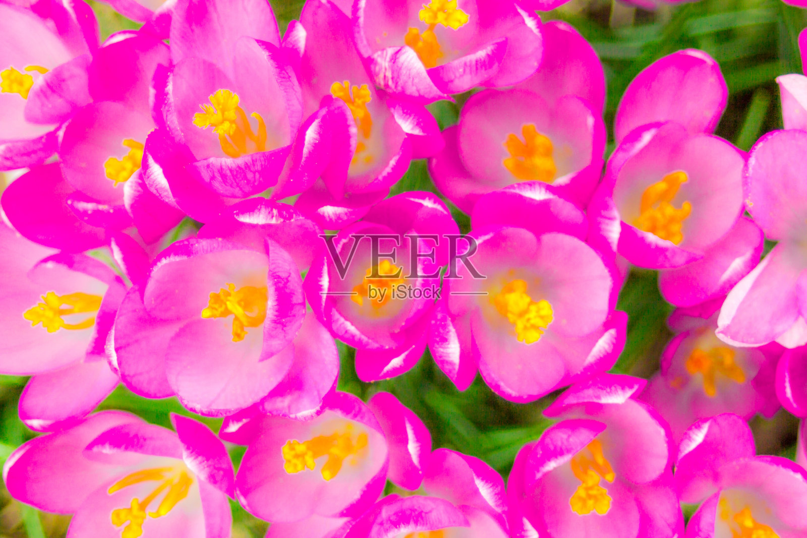 番红花或橘黄色照片摄影图片