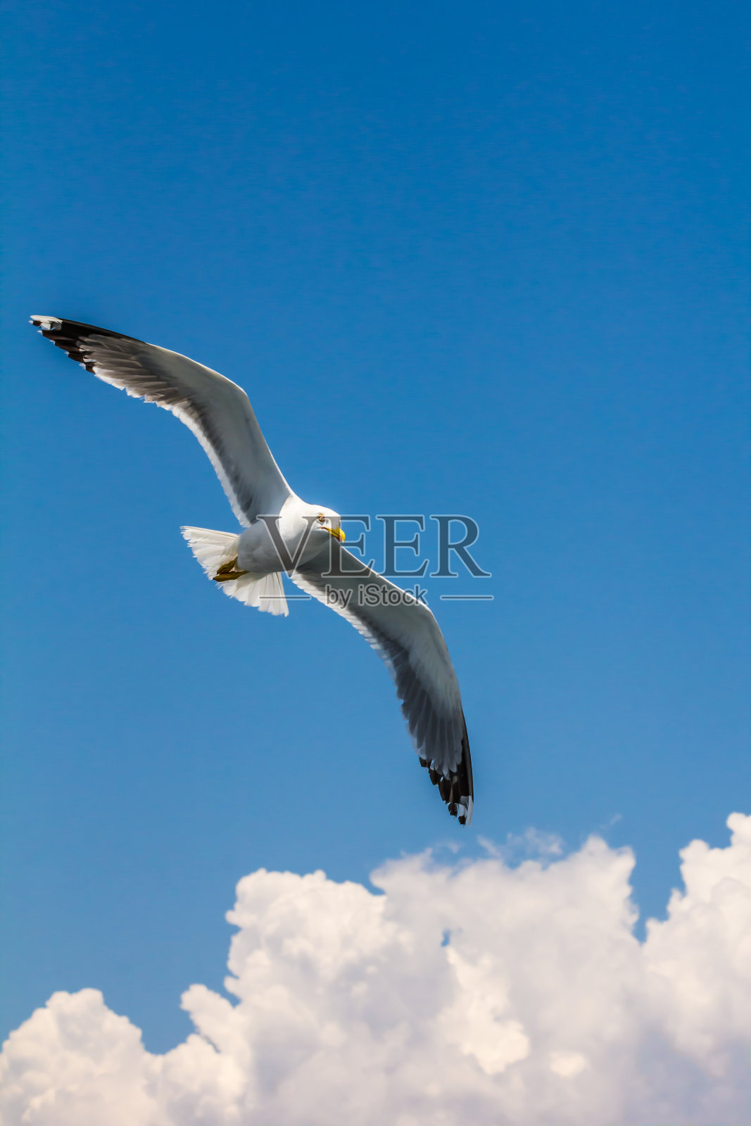 欧洲鲱鱼鸥,海鸥照片摄影图片
