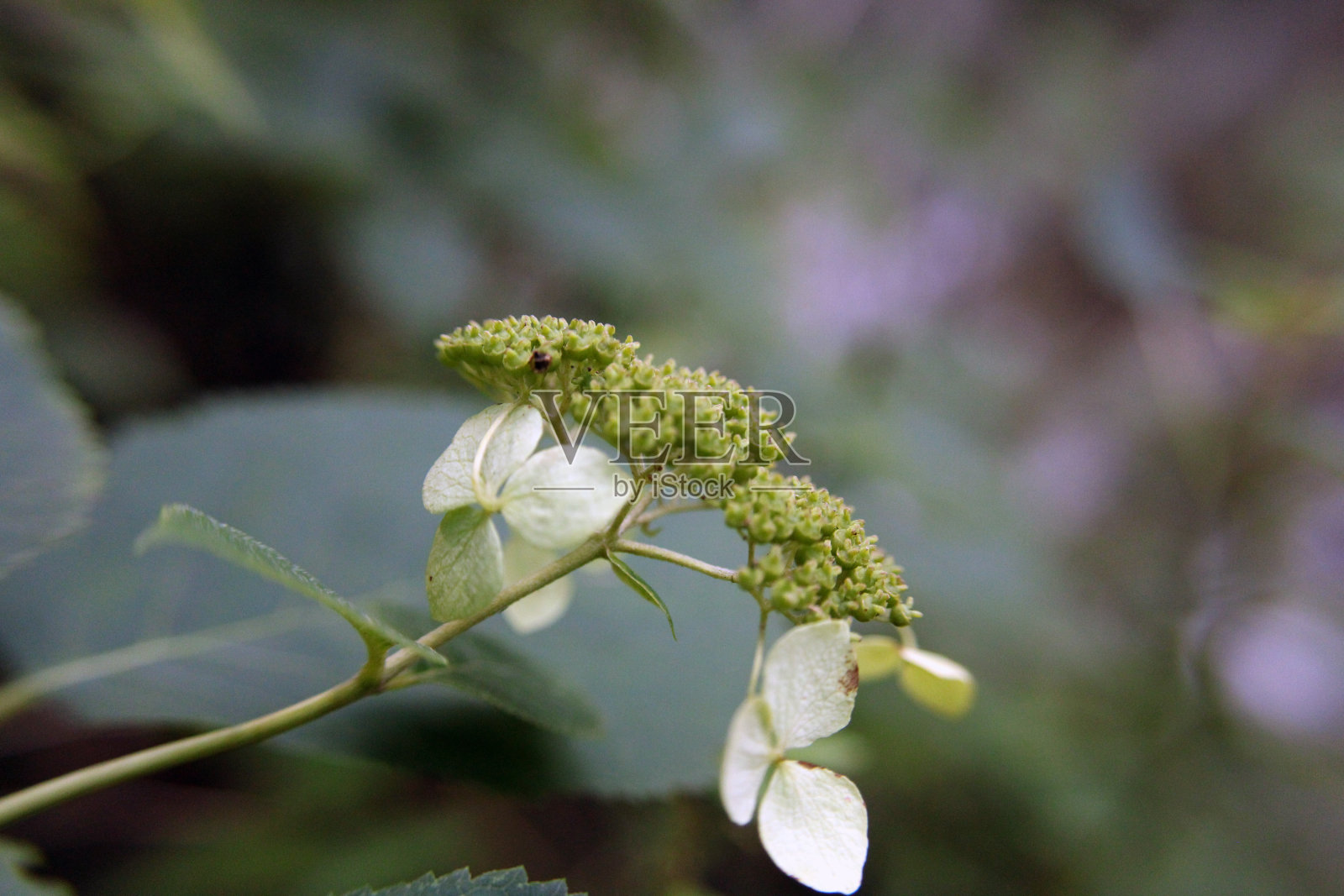 绿色的花朵照片摄影图片