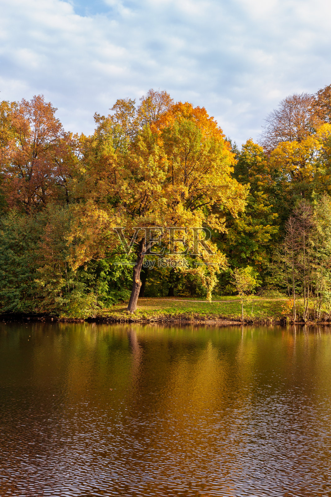 橡树和五颜六色的秋天树在岸边的一个池塘或湖泊照片摄影图片