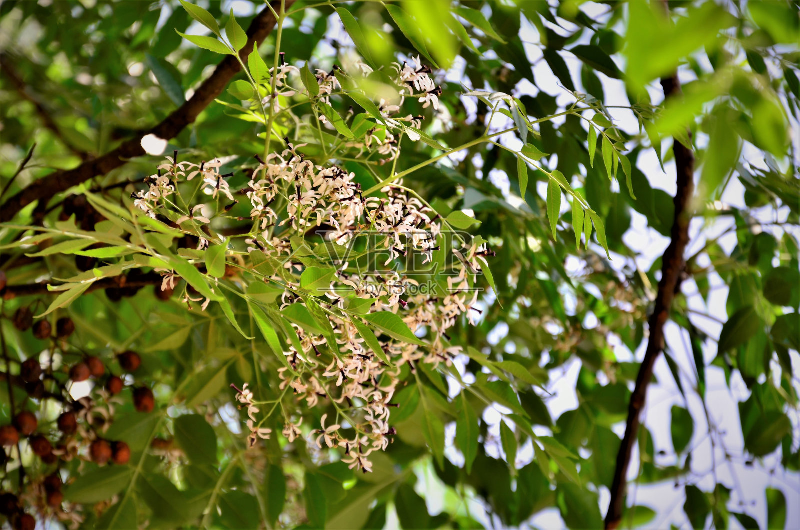 The little flowers of Mélia Azedarach照片摄影图片