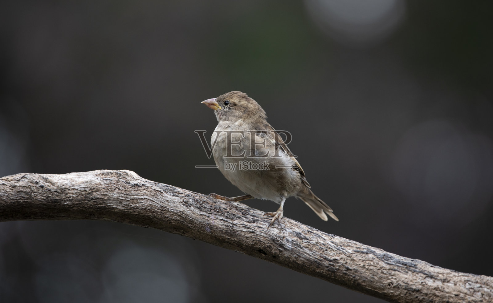 麻雀照片摄影图片