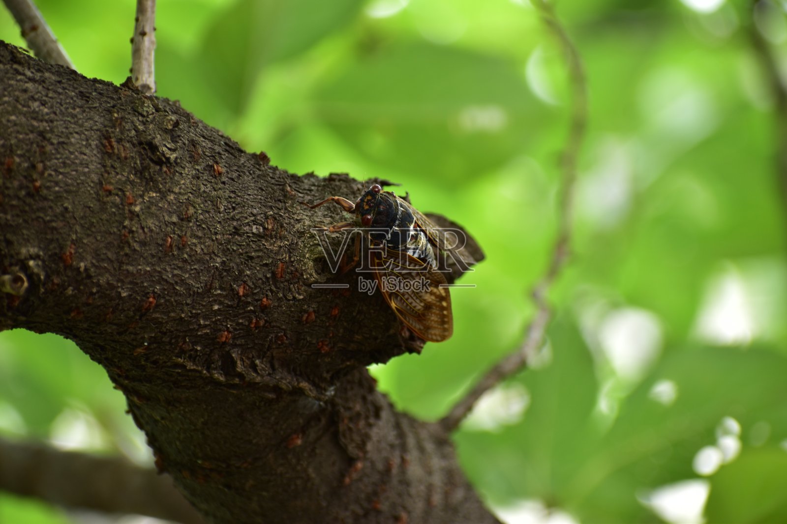 蝉的画像照片摄影图片