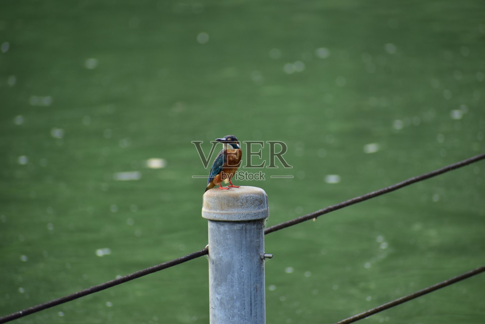 翠鸟的画像照片摄影图片