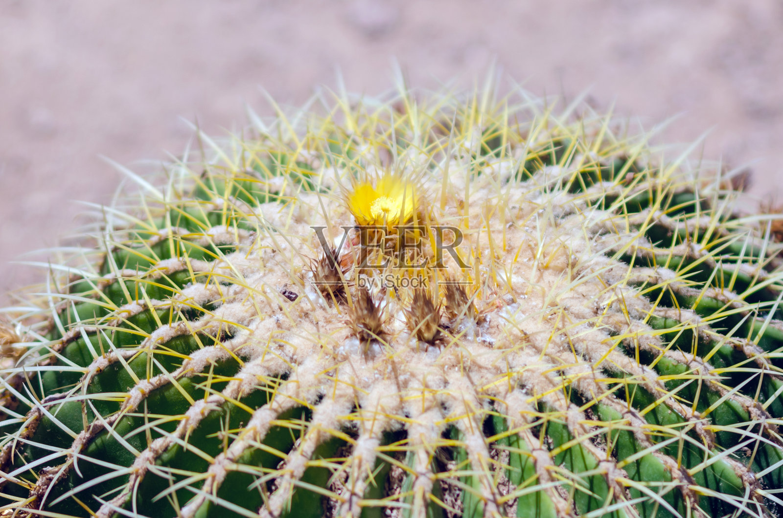 绿色仙人掌沙漠植物特写,背景虚化照片摄影图片