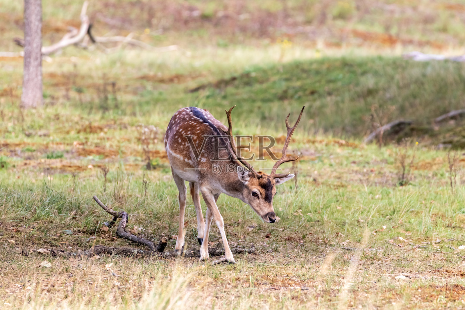 鹿群在阿姆斯特丹水主要沙丘。照片摄影图片
