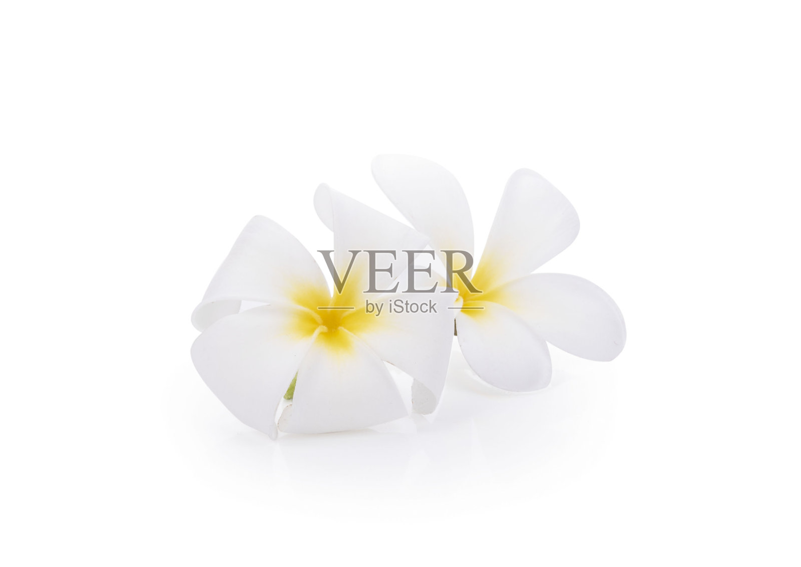 鸡蛋花孤立在白色背景上照片摄影图片