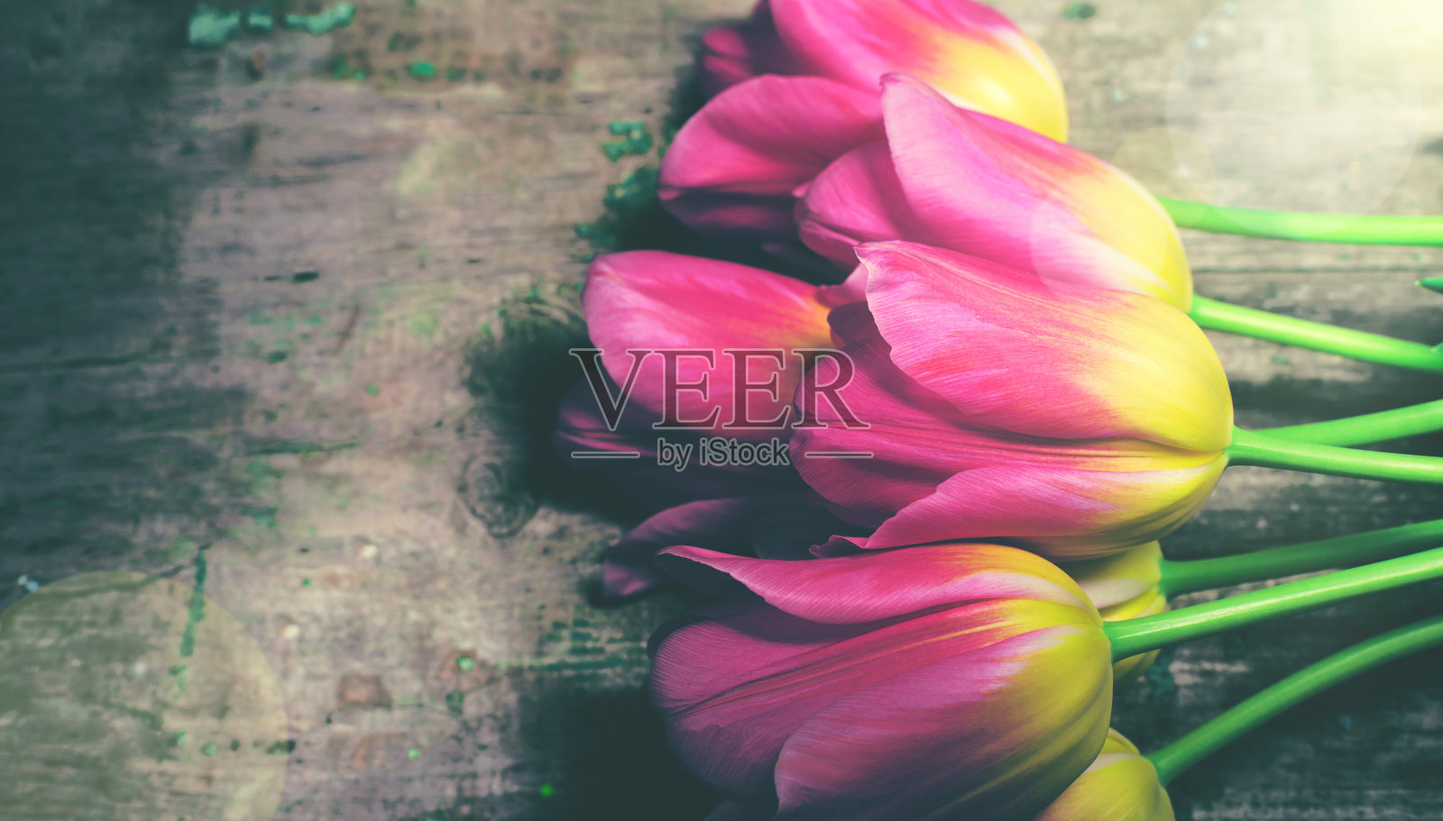 一束彩色的郁金香合上了照片摄影图片