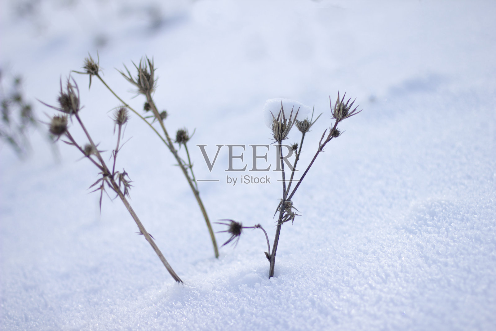 干花被雪覆盖照片摄影图片